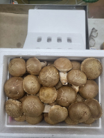 천고성 자연송이 솔버섯 선물세트